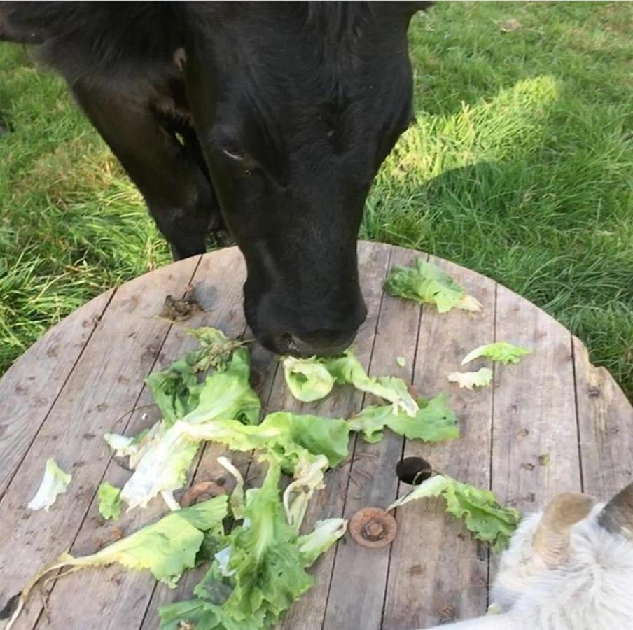 Onder De Boom Panzió Gerkesklooster Kültér fotó