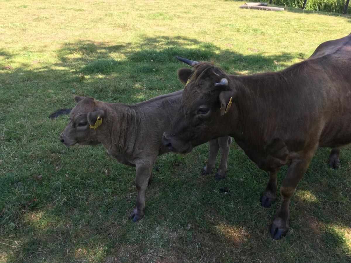 Onder De Boom Panzió Gerkesklooster Kültér fotó