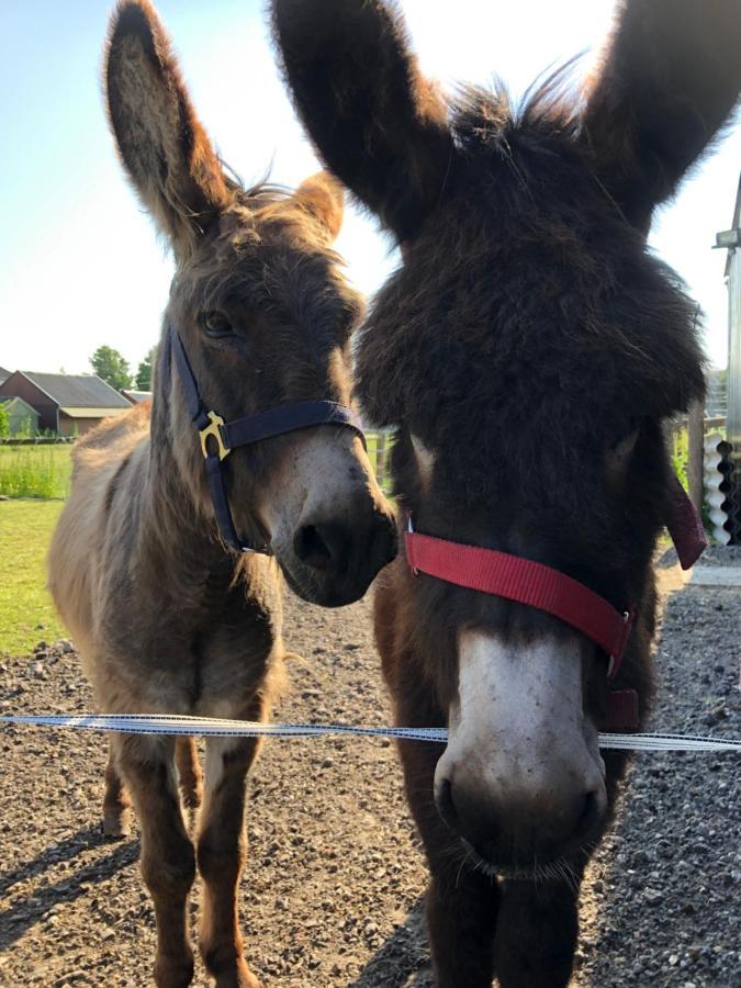 Onder De Boom Panzió Gerkesklooster Kültér fotó